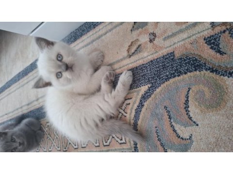 British shorthair blue point