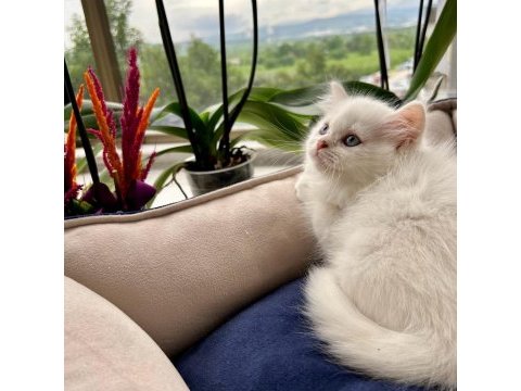 Oyuncu sağlıklı british longhair yavrularım teslime hazır