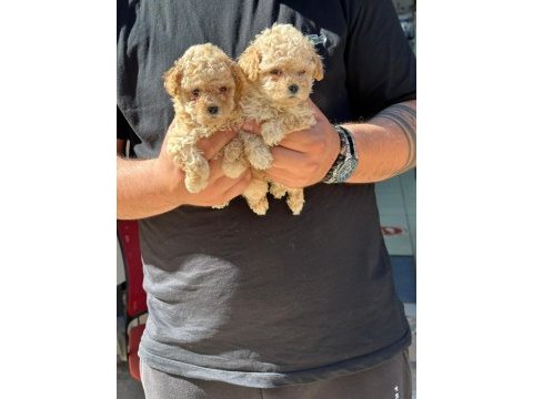 Sevimli kaliteli maltipoo yavruları