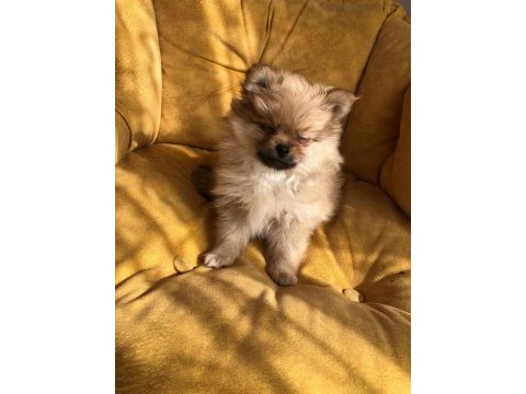 Erkek pomeranian köpeğimiz 2.5 aylık