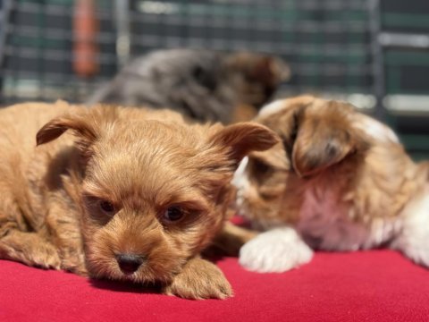Petmode köpek çiftliğinden tea cup morkie
