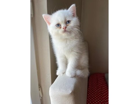 2 aylık erkek british longhair