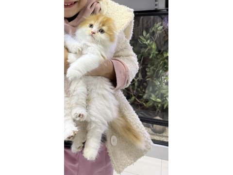 Saf ukrayna menşei scottish fold
