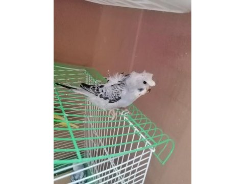 4 erkek 1 dişi muhabbet kuşları