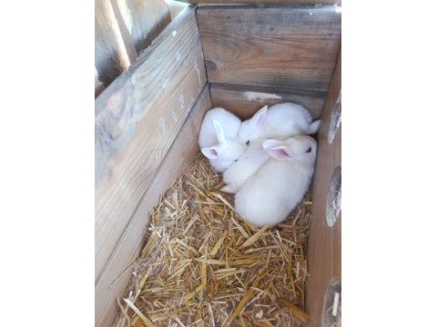 New zelanda tavşanı