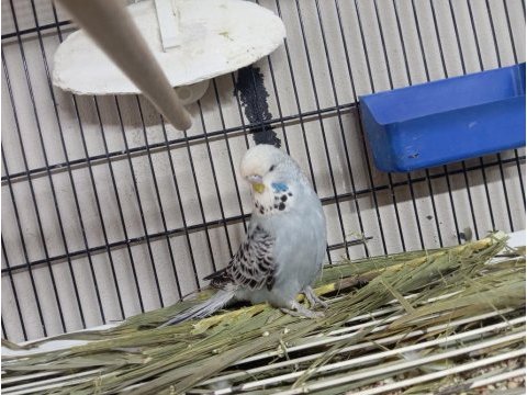 Yavru jumbo muhabbet kuşlar