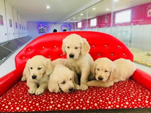 Golden retriever yavrularımız