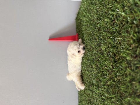 Bichon frise teacup