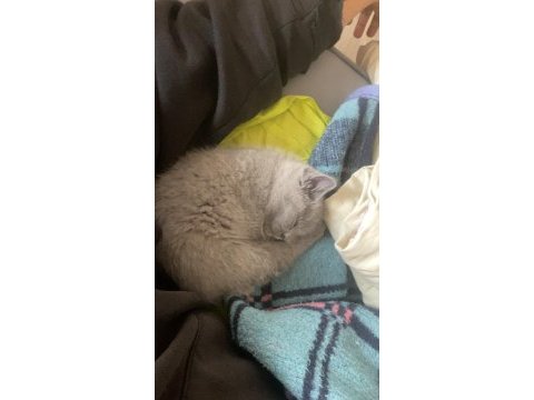 1.5 aylık british shorthair
