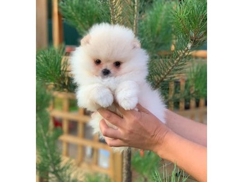 Teddy bear pomeranian yavruları