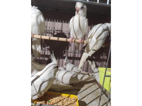 Albino sultan papağanı bulunur