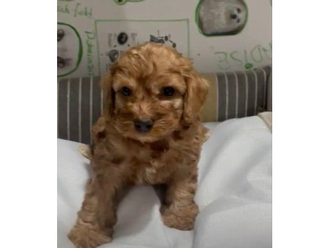 Poodle ayarında efsane yavrular