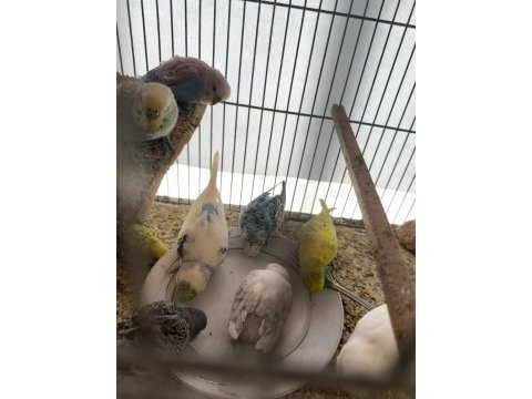 Yeni yeme düşmüş kaliteli muhabbet kuşu yavrular