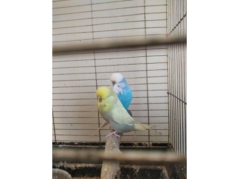 Yavru yapan jumbo muhabbet kuşlar