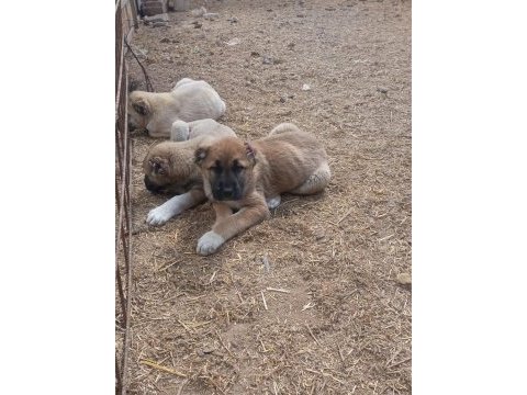 Mükemmel ırk safkan kangal yavruları
