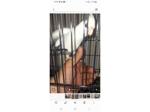 Sevimli kırmızı göz albino sultan papağanı
