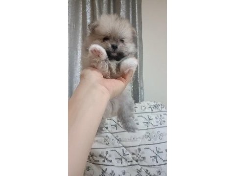 Pomeranian boo erkek bebeğim
