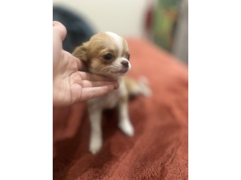 Orijinal chihuahua