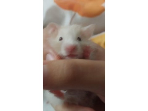 Saf teddy bear hamster yavruları