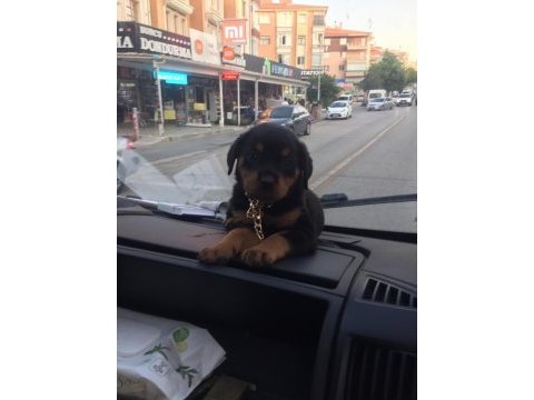 Safkan ırk garantili 45 günlük dişi rottweiler