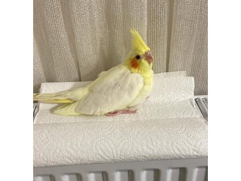 Sultan papağanı lütinolar ele alışkın yavrular