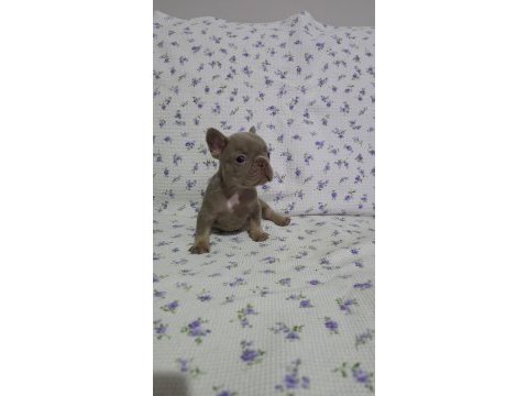 New shade ısabella tan french bulldog