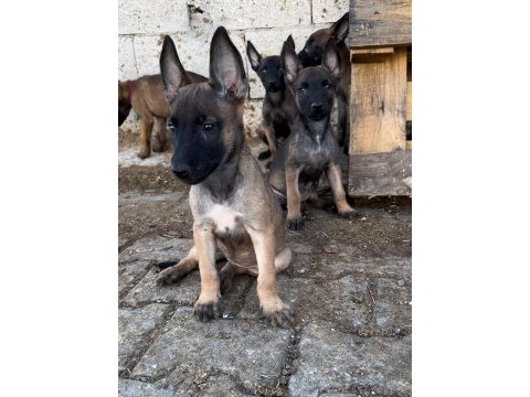 Sahiplendirme a scr belçika kurdu yavrular yer urfa