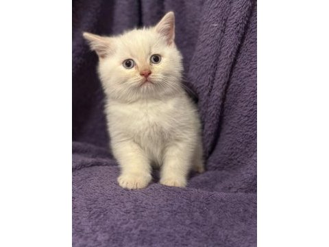 Minnoş british shorthair kediler