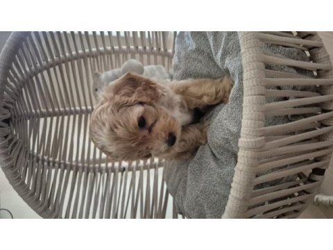 Maltipoo yavrularımız yeni ailelerini arıyor!