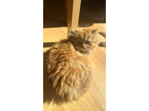 Dişi chinchilla yavrumuza yuva arıyoruz