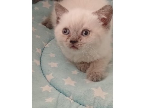 British shorthair yavrularımız yeni yuva arıyor