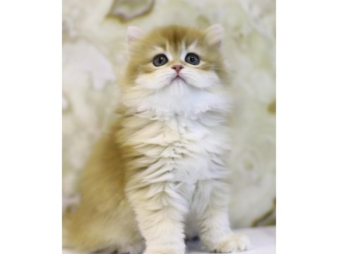 Gülen british longhair tostikler