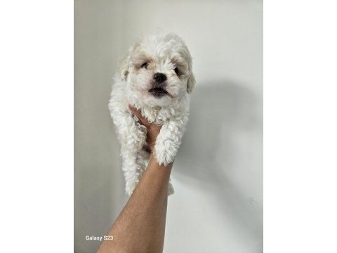 Maltese bebekler