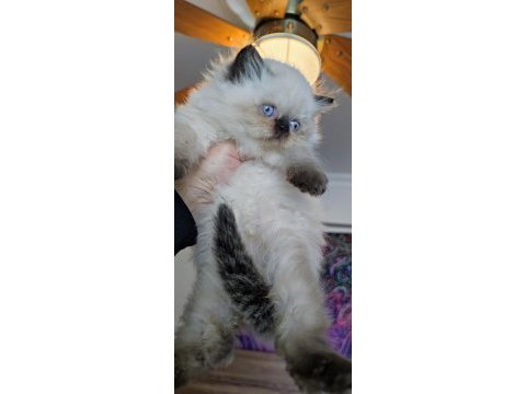 Çok tatlı minik panda british longhair