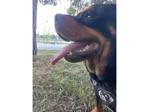 2,5 yaşında dişi rottweiler