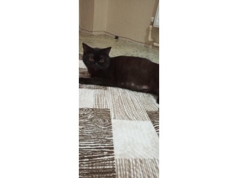 Hamile siyah british shorthair