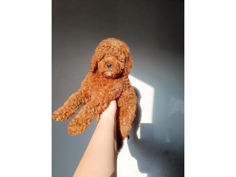 Toy poodle bebekler