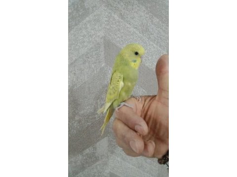 30 günlük muhabbet kuşu yavrum