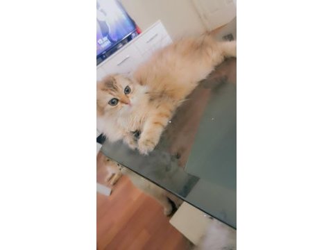 Full şecereli şampiyon ebeveynlere sahip scottish fold