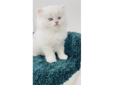 Cy11 erkek şecereli british longhair