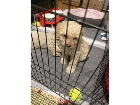 Maltipoo kalite yavrular ırk sağlık garantili