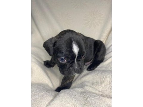 Yavru erkek french bulldog