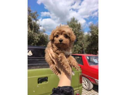 Kore maltipoo bebekler