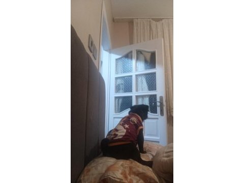 Güzel pug yavru heyecanlı