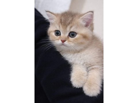British shorthair 2,5 aylık