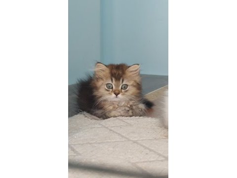 Golden british longhair