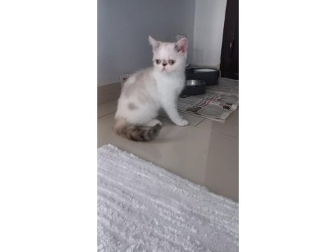 1 dişi ve 1 erkek exotic shorthair yavru