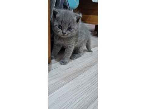 British shorthair