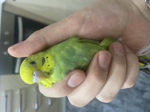 60 günlük dişi kuşumuz
