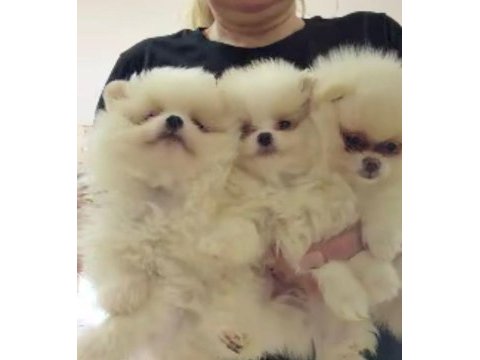 Pomeranian yavru